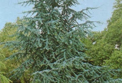 CEDRUS ATLANTICA (ATLAS SEDİRİ)